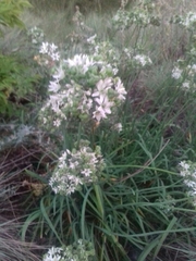Allium ramosum