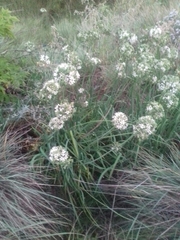 Allium ramosum