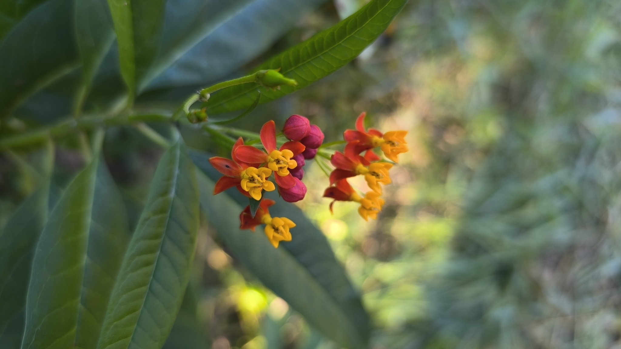 Asclepias curassavica