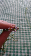 Symphyotrichum robynsianum