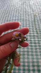 Symphyotrichum robynsianum