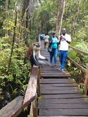 Cercopithecus mona