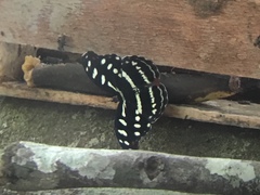 Catonephele acontius