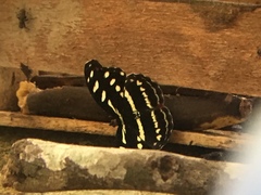 Catonephele acontius