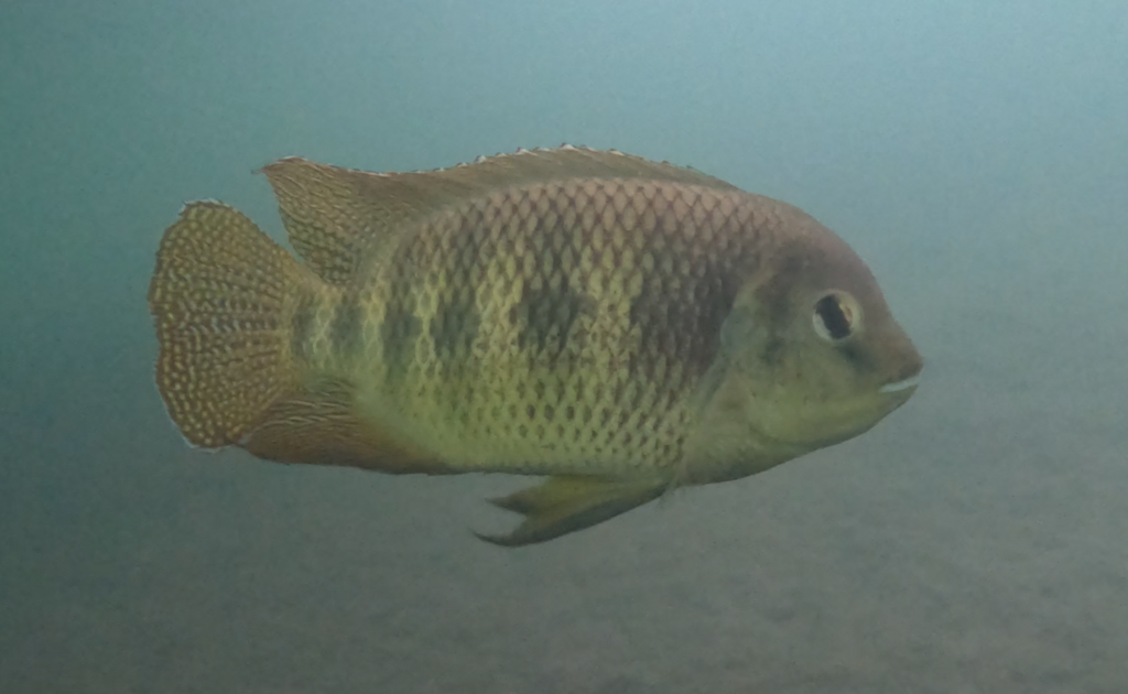 Black mangrove cichlid (Pelmatolapia mariae) — Cichlidae