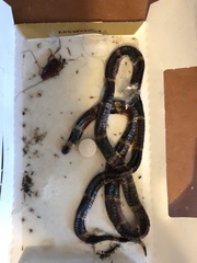 Micrurus tener tener