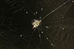 Gasteracantha diardi