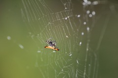 Gasteracantha diardi