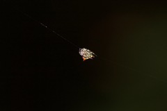Gasteracantha diardi