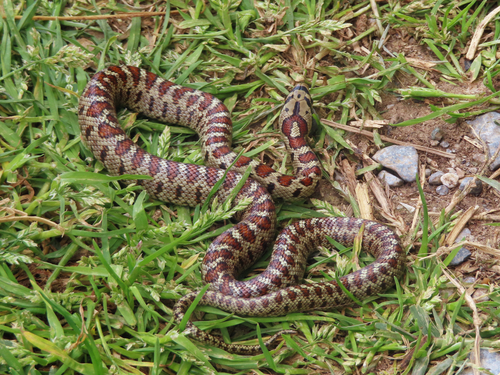 European Ratsnake