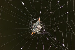 Gasteracantha diardi