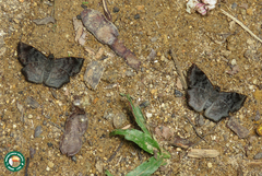 Antigonus erosus