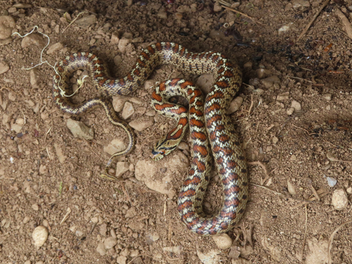 European Ratsnake