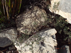 Indigofera bisacculata