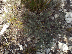 Indigofera bisacculata