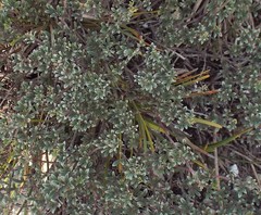 Indigofera bisacculata