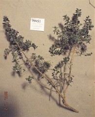 Amphithalea rostrata