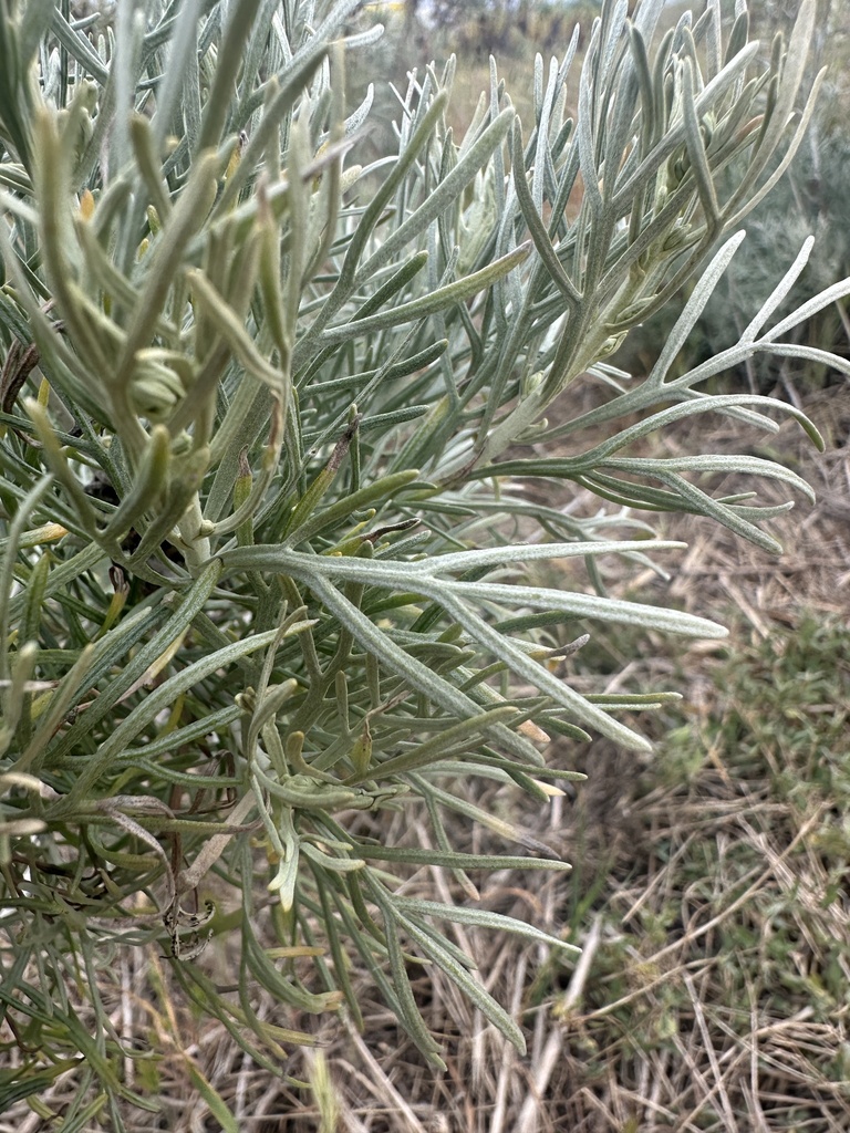 Artemisia nesiotica (Island Sagebrush)