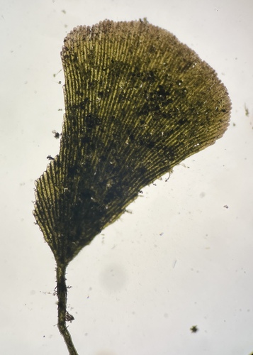 Rhipidosiphon javensis