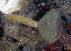 Myxicola