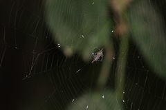 Gasteracantha diardi