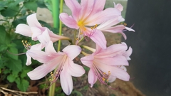 Lycoris squamigera