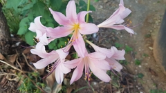 Lycoris squamigera