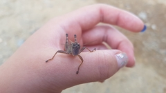 Shirakiacris shirakii