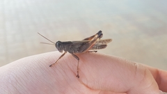 Shirakiacris shirakii