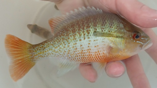 Redbreast Sunfish
