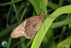Battus polydamas