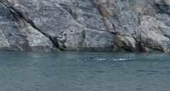 Monodon monoceros