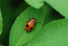 Coptocephala pallens