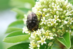 Protaetia orientalis sakaii