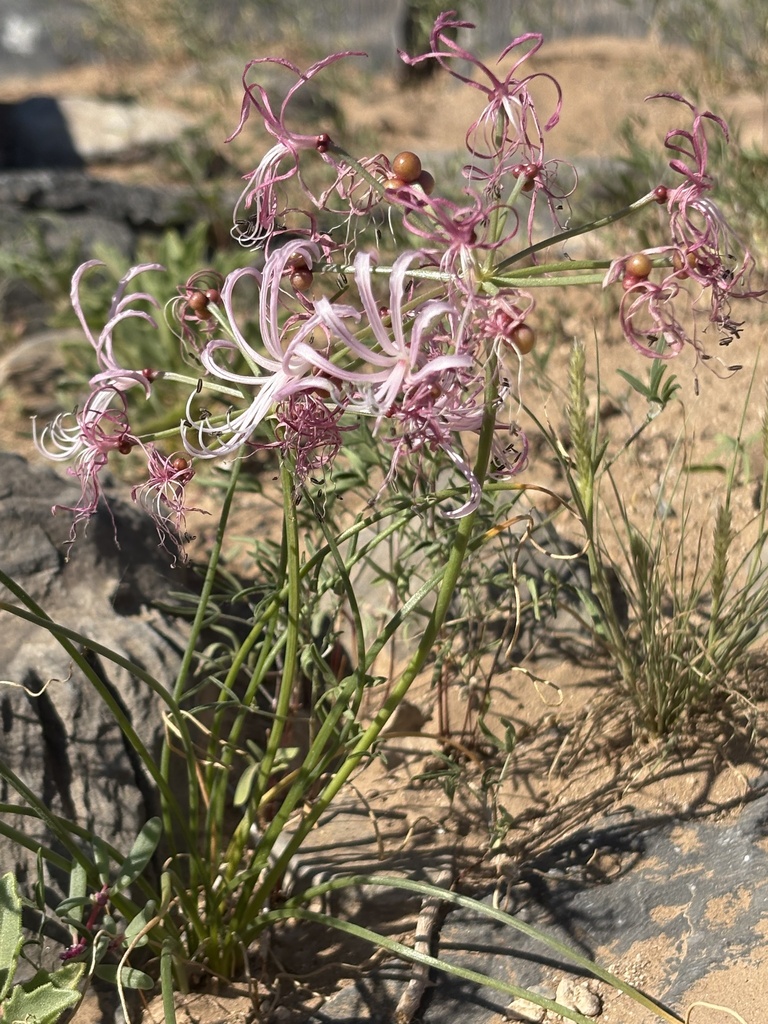 Kalahari Nerine