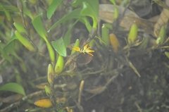 Bulbophyllum angustifolium