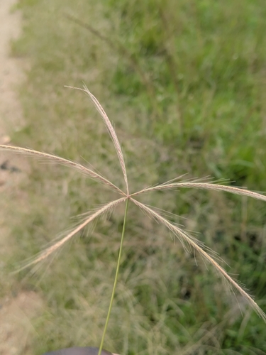 Spider Web Chloris