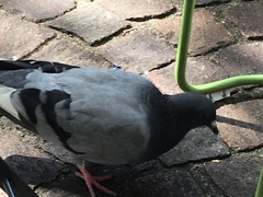 Columba livia domestica