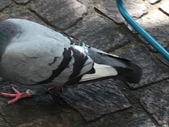 Columba livia domestica