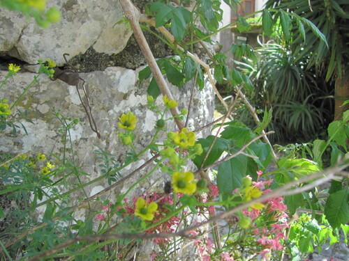Ruta chalepensis