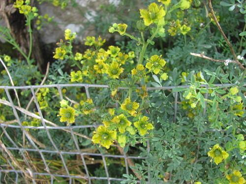Ruta chalepensis