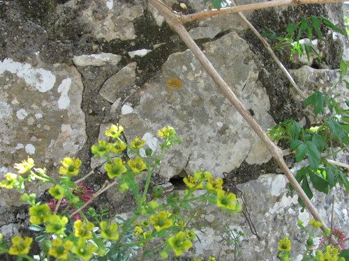 Ruta chalepensis