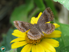 Calephelis braziliensis