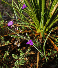 Tradescantia wrightii
