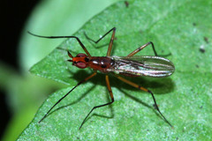 Telostylus