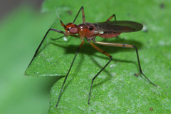 Telostylus