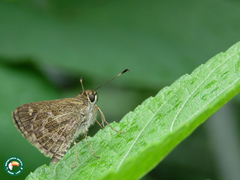 Callimormus corades