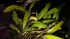 Bulbophyllum mutabile