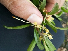 Bulbophyllum mutabile