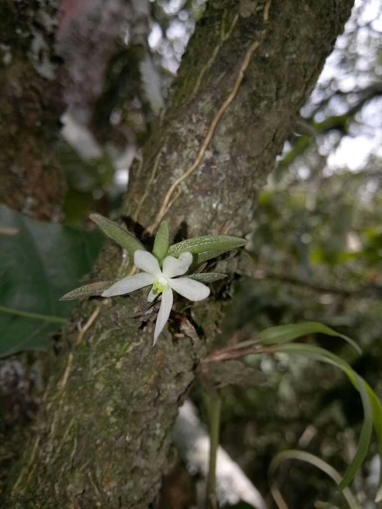 Trichoglottis biglandulosa (Trichoglottis biglandulosa)